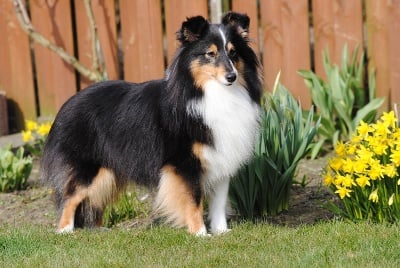 des Diablotins de Nooch - Crufts 2011