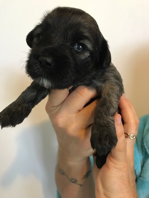 Du clan de lis - Chiots disponibles - Terrier Tibetain