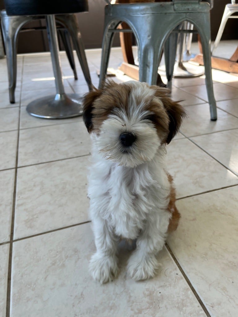 Du clan de lis - Chiots disponibles - Terrier Tibetain