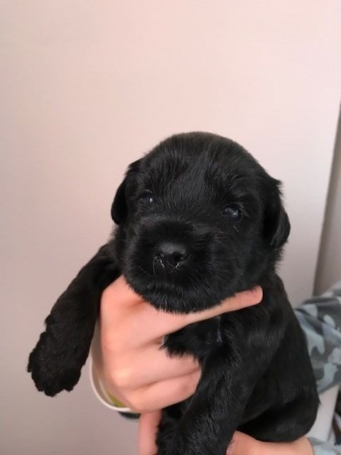 Du clan de lis - Chiots disponibles - Terrier Tibetain