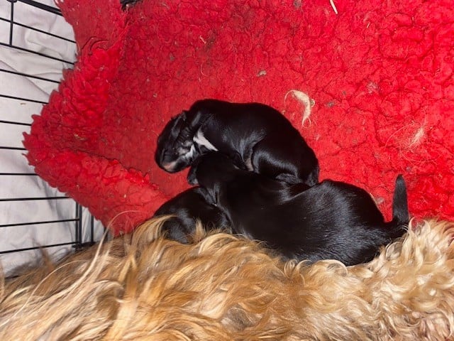 Du clan de lis - Chiots disponibles - Terrier Tibetain