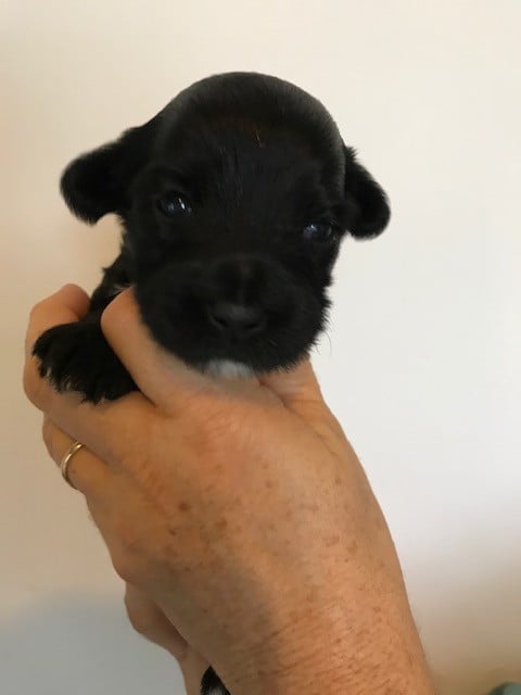 Du clan de lis - Chiots disponibles - Terrier Tibetain