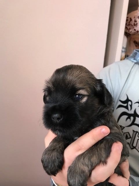 Du clan de lis - Chiots disponibles - Terrier Tibetain