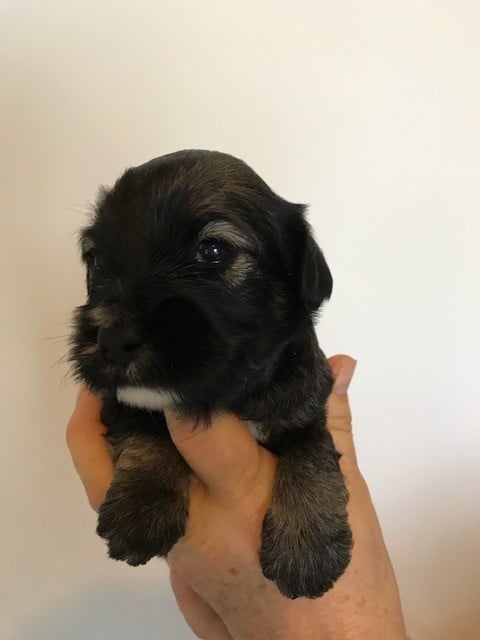 Du clan de lis - Chiots disponibles - Terrier Tibetain