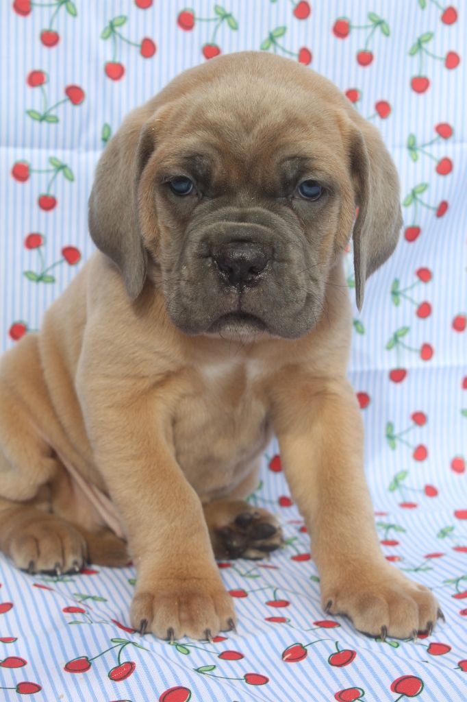 of caniland's dream - Chiots disponibles - Cane Corso