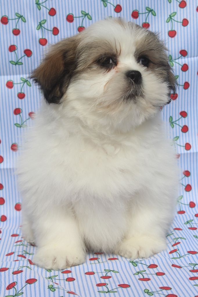 of caniland's dream - Chiots disponibles - Lhassa Apso