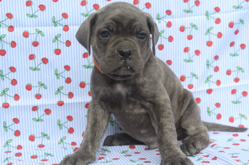 of caniland's dream - Chiots disponibles - Cane Corso