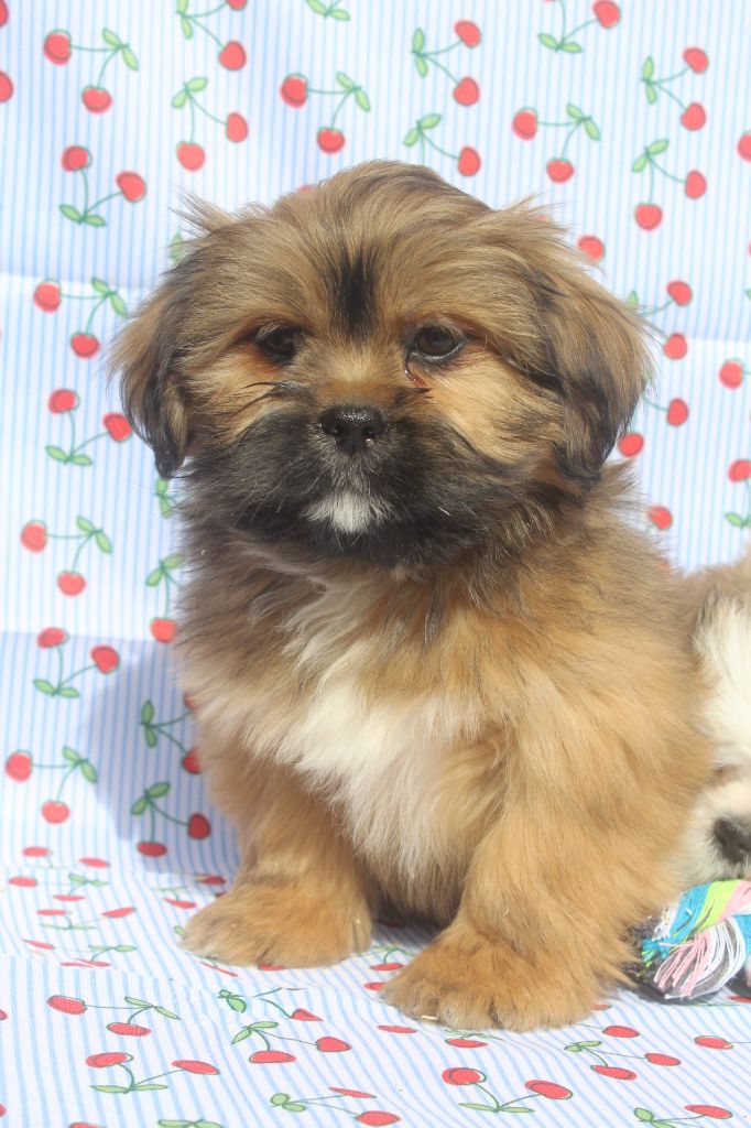 of caniland's dream - Chiots disponibles - Lhassa Apso