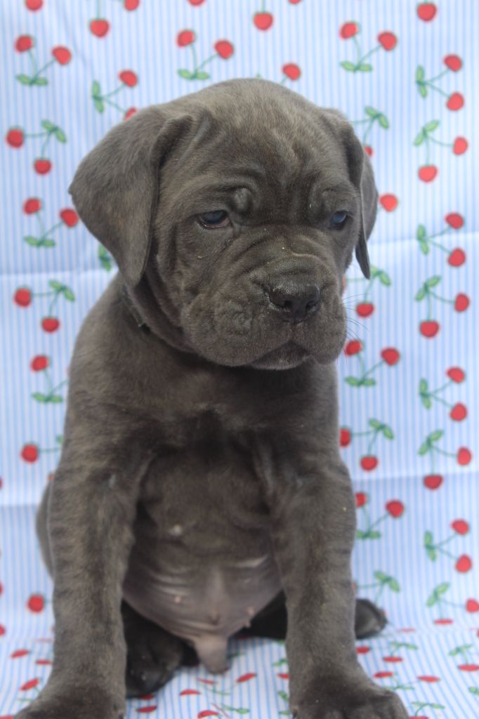 of caniland's dream - Chiots disponibles - Cane Corso