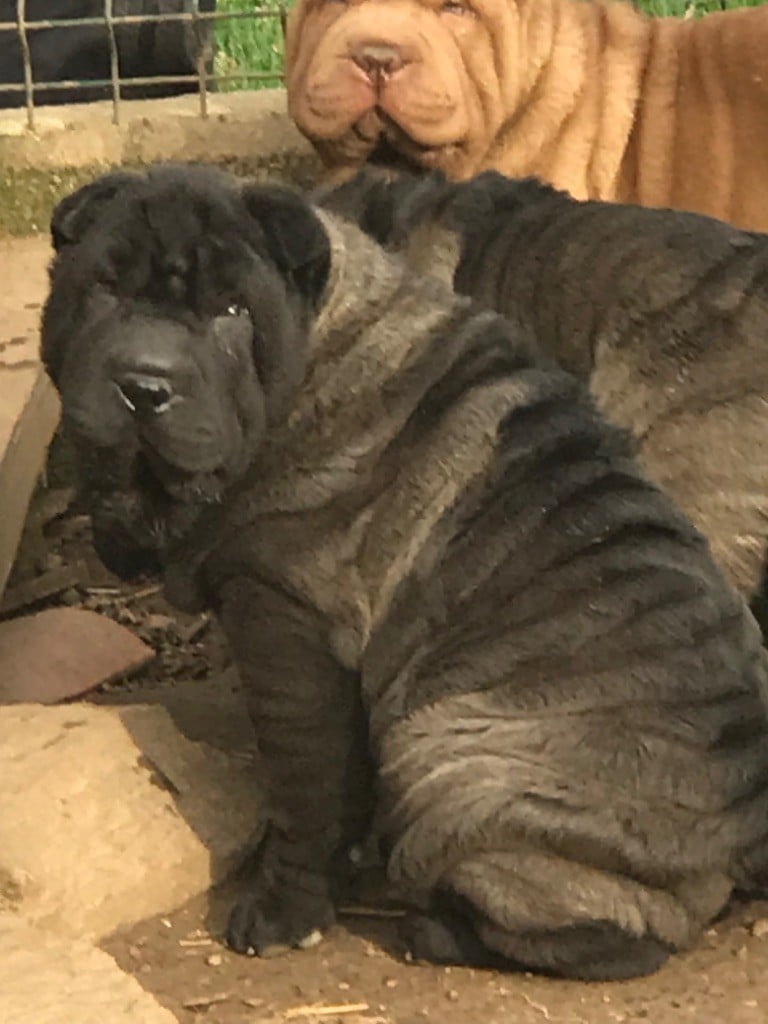 of caniland's dream - Chiots disponibles - Shar Pei