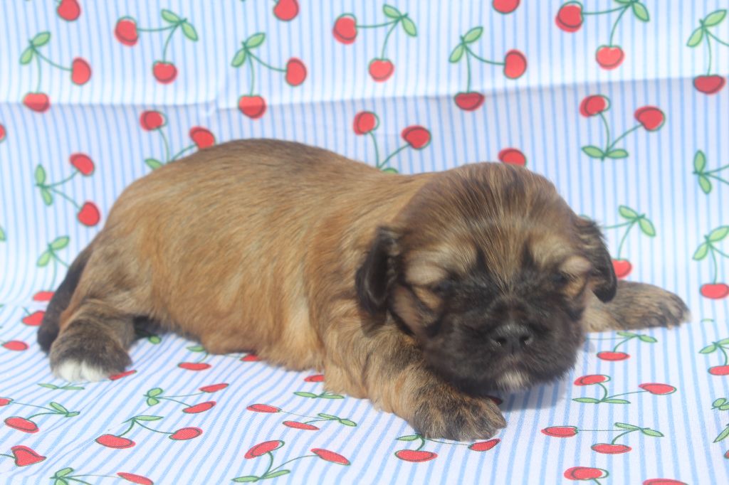 of caniland's dream - Chiots disponibles - Lhassa Apso