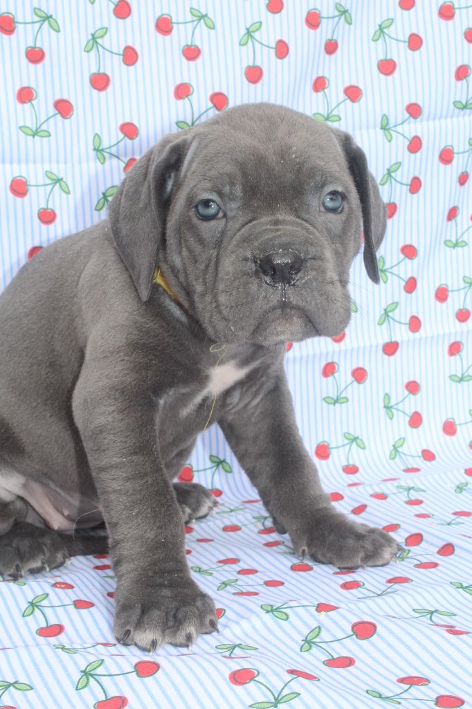 of caniland's dream - Chiots disponibles - Cane Corso