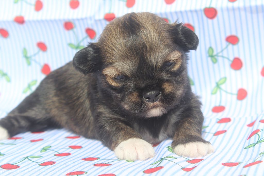 of caniland's dream - Chiots disponibles - Lhassa Apso