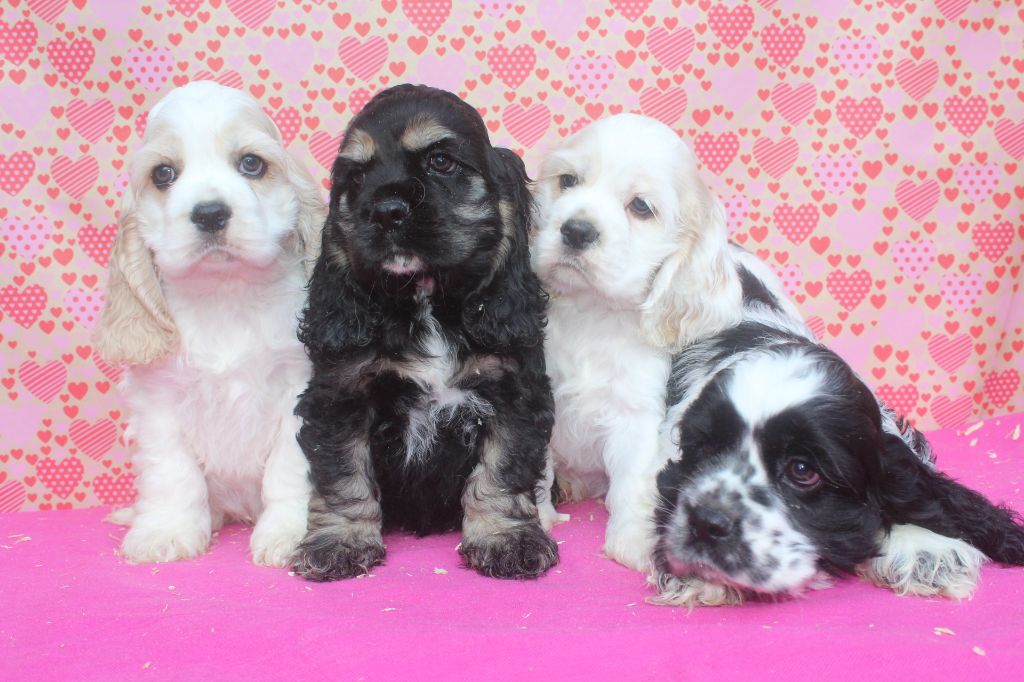 Chiot American Cocker Spaniel of caniland's dream