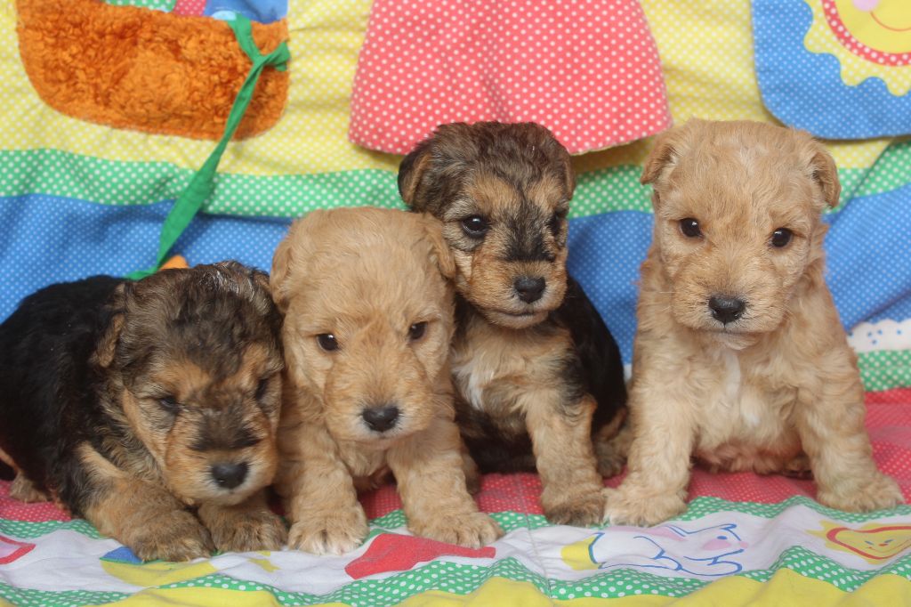 of caniland's dream - Lakeland Terrier - Portée née le 01/01/2025