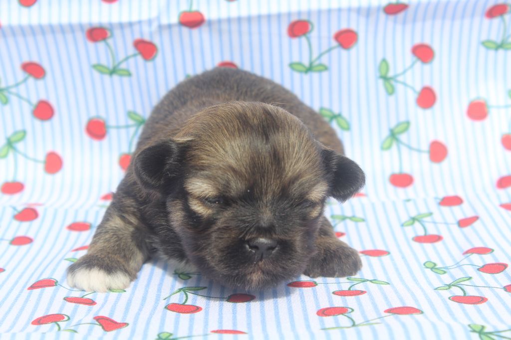 of caniland's dream - Chiots disponibles - Lhassa Apso