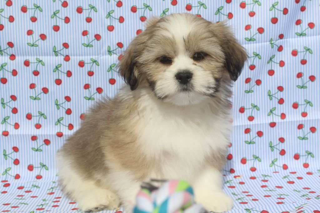 of caniland's dream - Chiots disponibles - Lhassa Apso