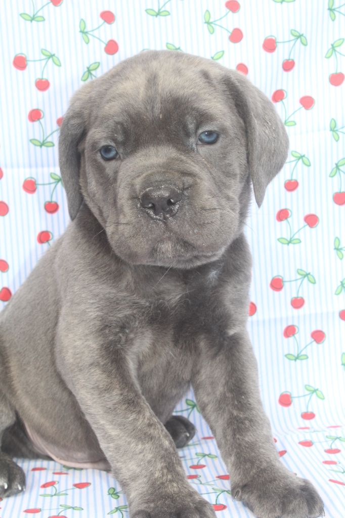 of caniland's dream - Chiots disponibles - Cane Corso