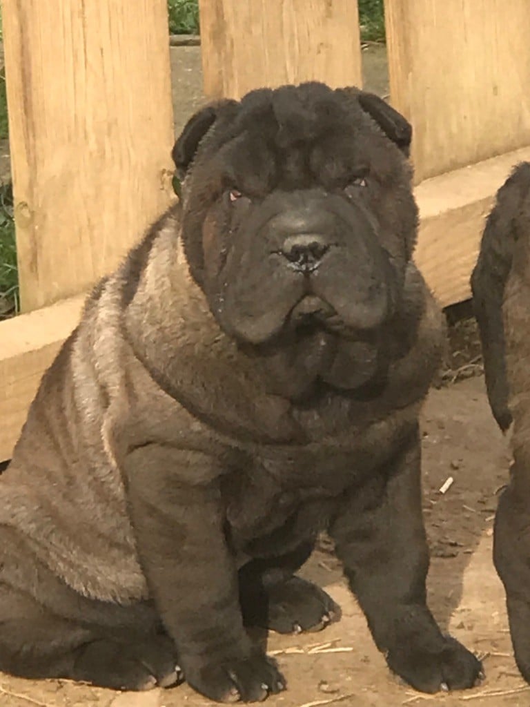 of caniland's dream - Chiots disponibles - Shar Pei