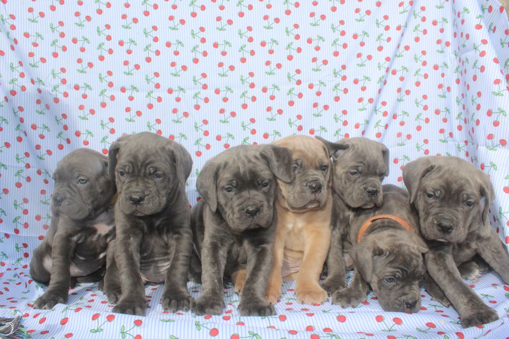 Chiot Cane Corso of caniland's dream