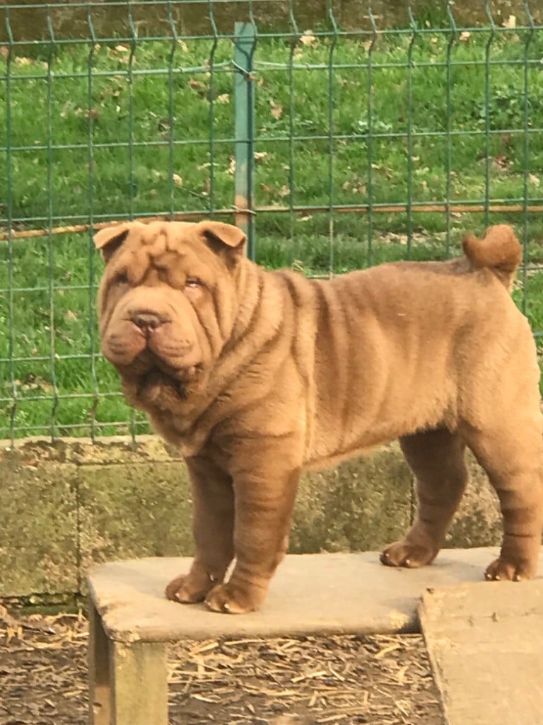 of caniland's dream - Chiots disponibles - Shar Pei