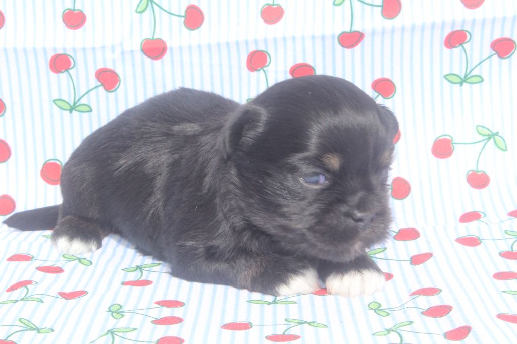 of caniland's dream - Chiots disponibles - Lhassa Apso