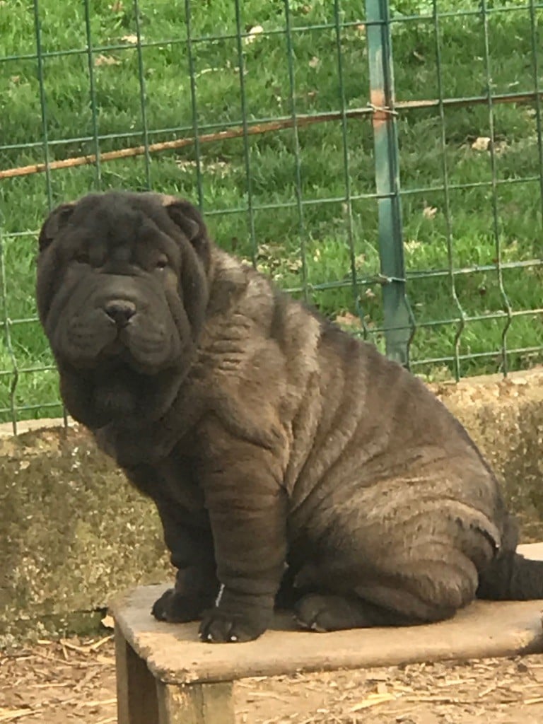 of caniland's dream - Chiots disponibles - Shar Pei