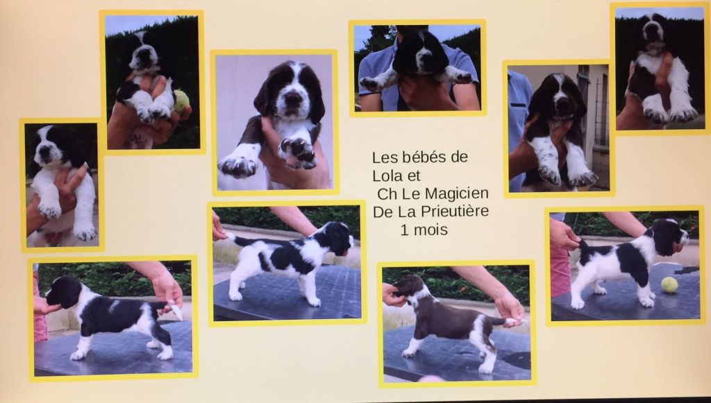 De la prieutiere - Chiots Springer