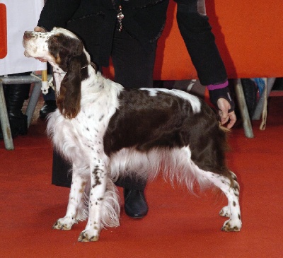 De la prieutiere - Exposition canine LA ROCHELLE