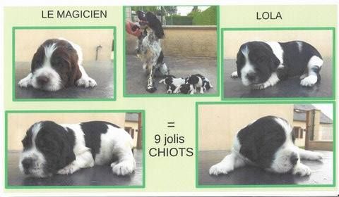 De la prieutiere - Chiots Springer