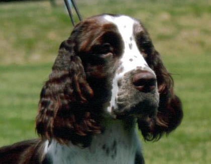 De la prieutiere - MONTLUCON exposition canine 2014