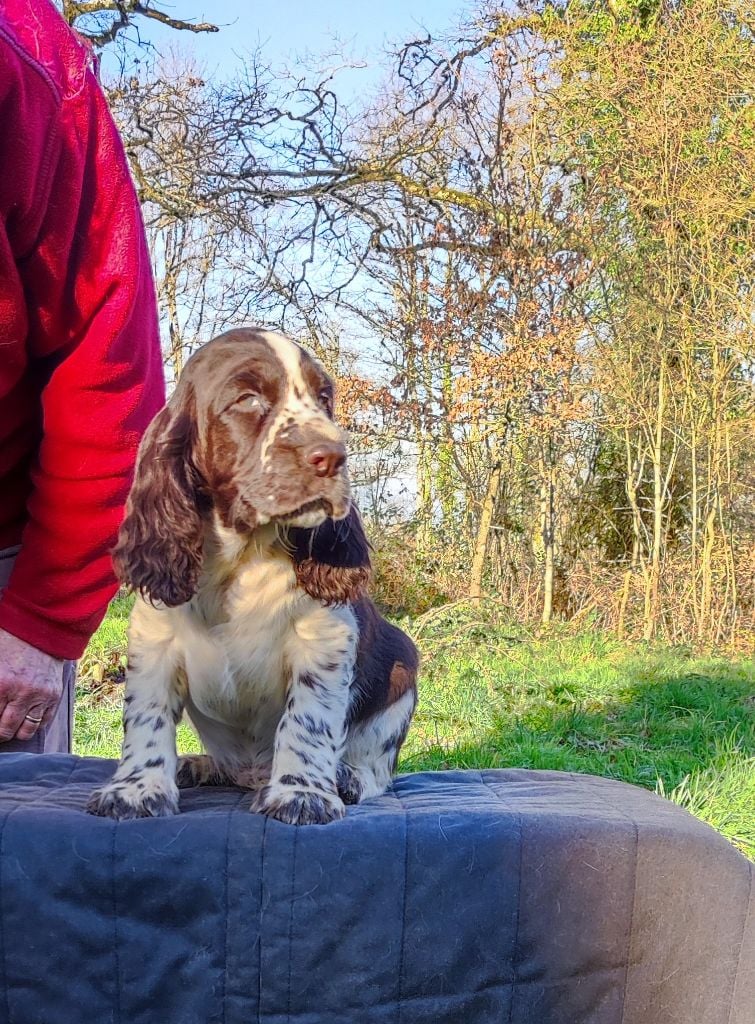 Canouan - English Springer Spaniel - Portée née le 21/11/2023