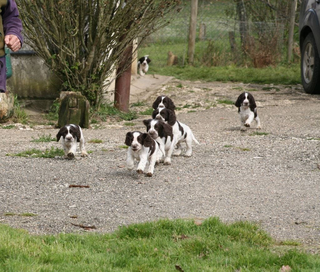 Canouan - English Springer Spaniel - Portée née le 02/02/2018