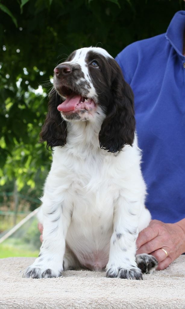 Canouan - English Springer Spaniel - Portée née le 22/04/2019