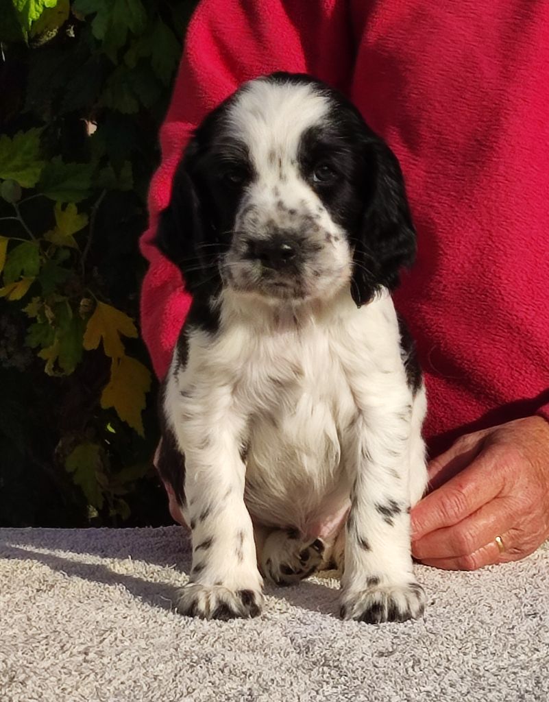 Canouan - English Springer Spaniel - Portée née le 19/09/2021