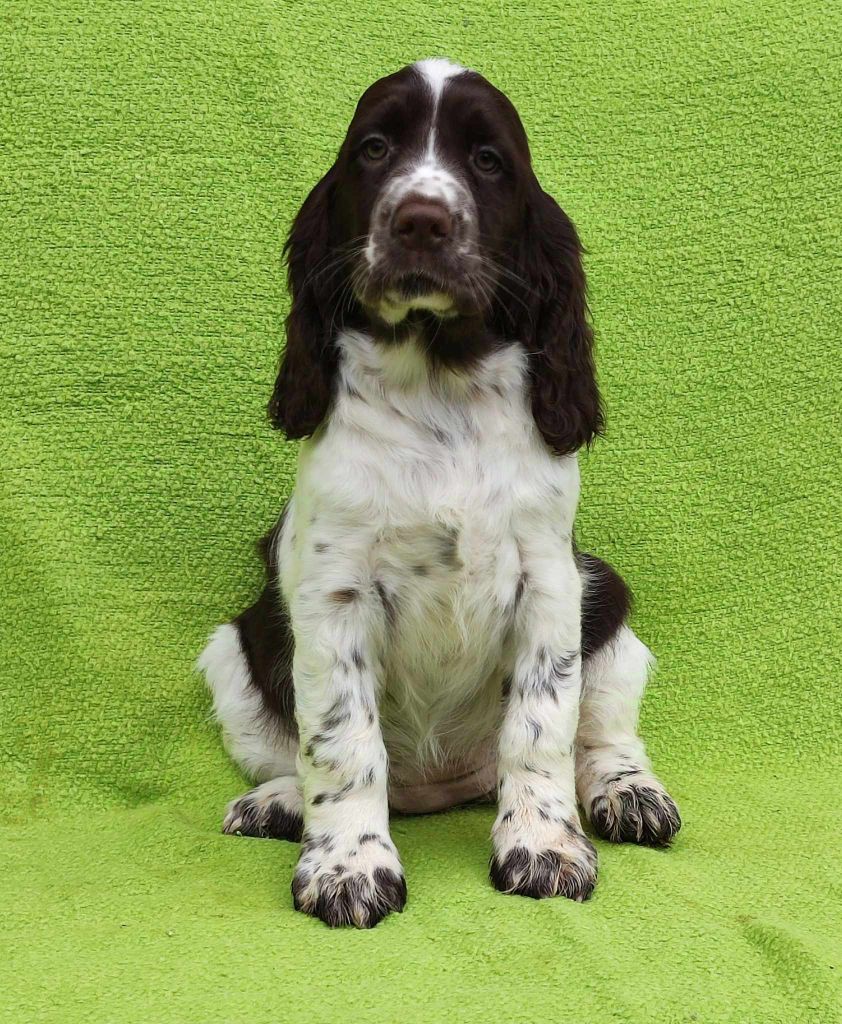 Canouan - English Springer Spaniel - Portée née le 14/10/2024