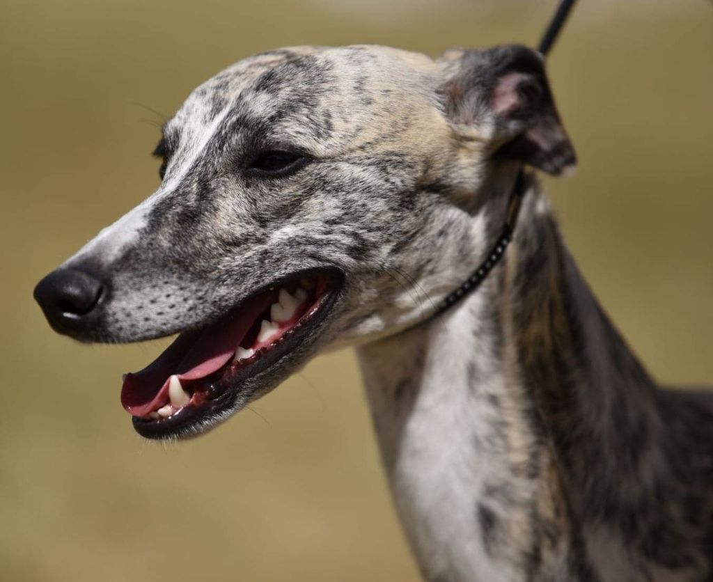 du bois des chênes beaux - Expo NE et PVL du Whippet 12 et 13 sept