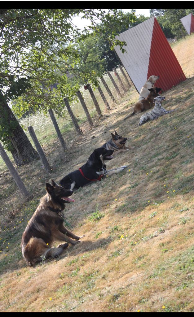 du bois des chênes beaux - Mon bébé au club canin 