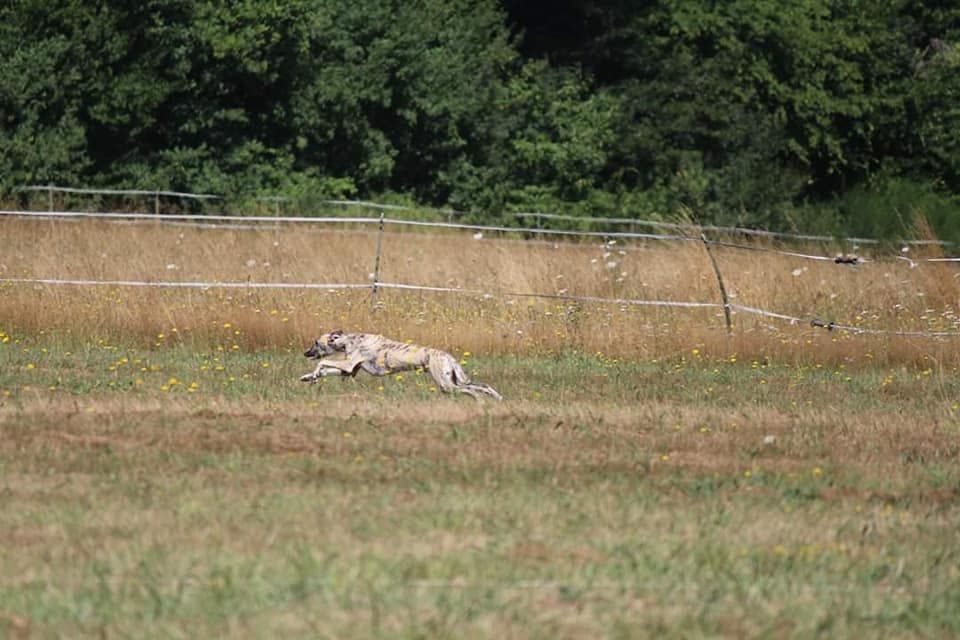 du bois des chênes beaux - 1er entrainement de PVL aout 2019