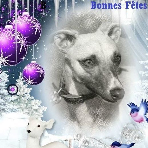 du bois des chênes beaux - Joyeux Noel !