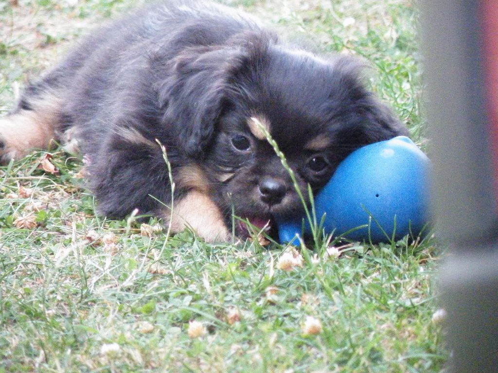 Chiot Epagneul tibetain des Yomainris