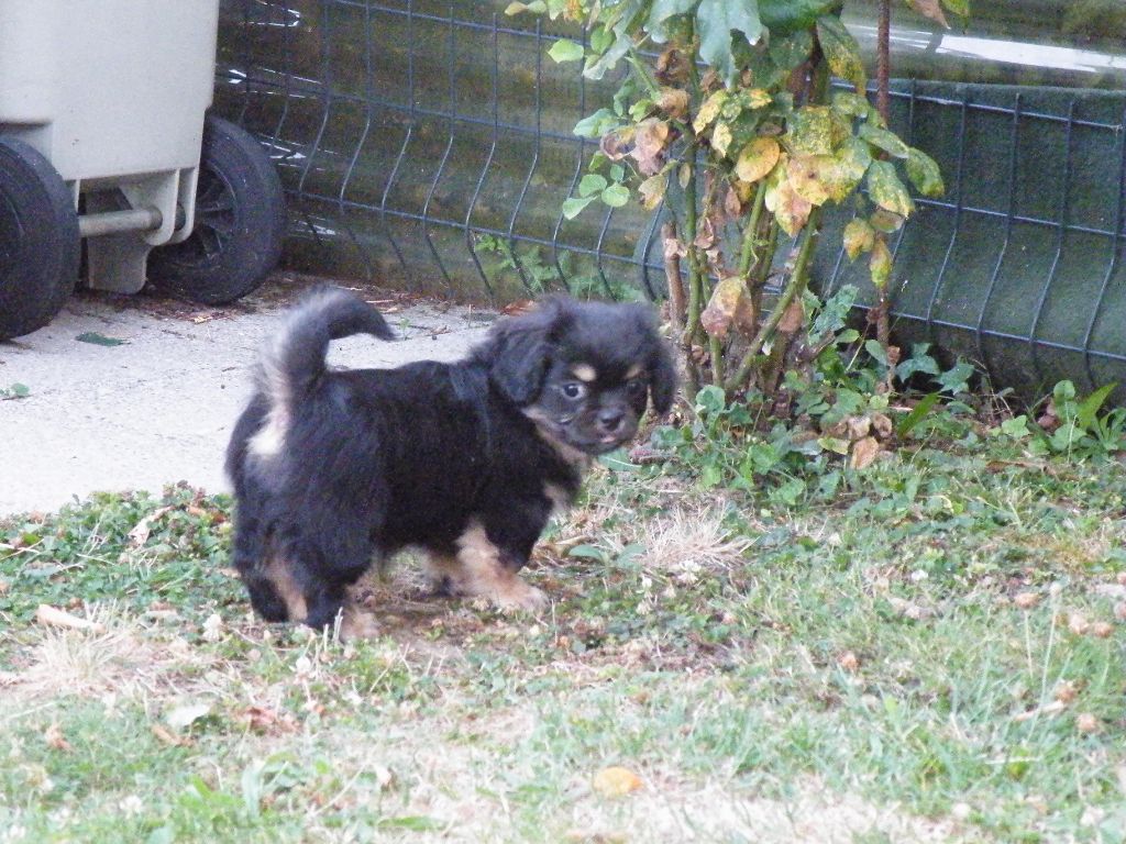 des Yomainris - Chiots disponibles - Epagneul tibetain