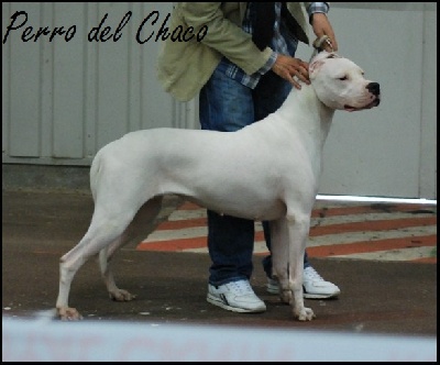 Perro del Chaco - Rouen 2011