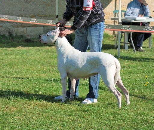 Perro del Chaco - Exposition Nationale St Ambreuil 2016