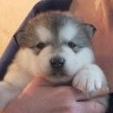 des rives du haut Verdon - Chiots disponibles - Alaskan Malamute