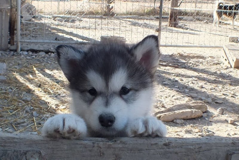 des rives du haut Verdon - Alaskan Malamute - Portée née le 20/11/2016