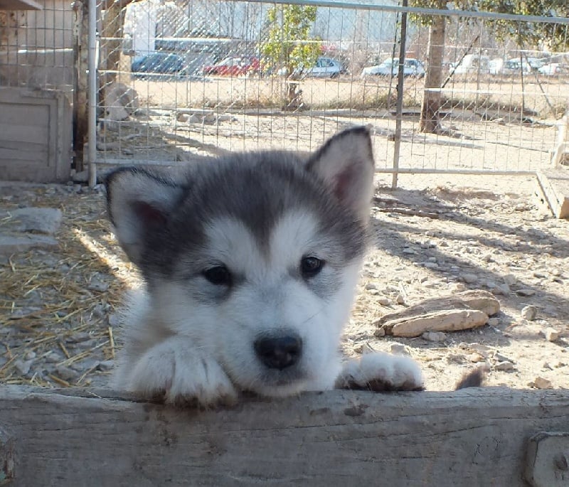 des rives du haut Verdon - Chiots disponibles - Alaskan Malamute