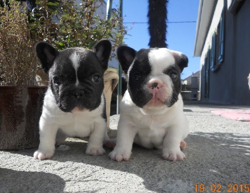 Chiot Bouledogue français des Forges d'Hephaistos