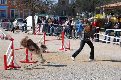 of Sheytane - Concours d'agility Sarah et Anakine