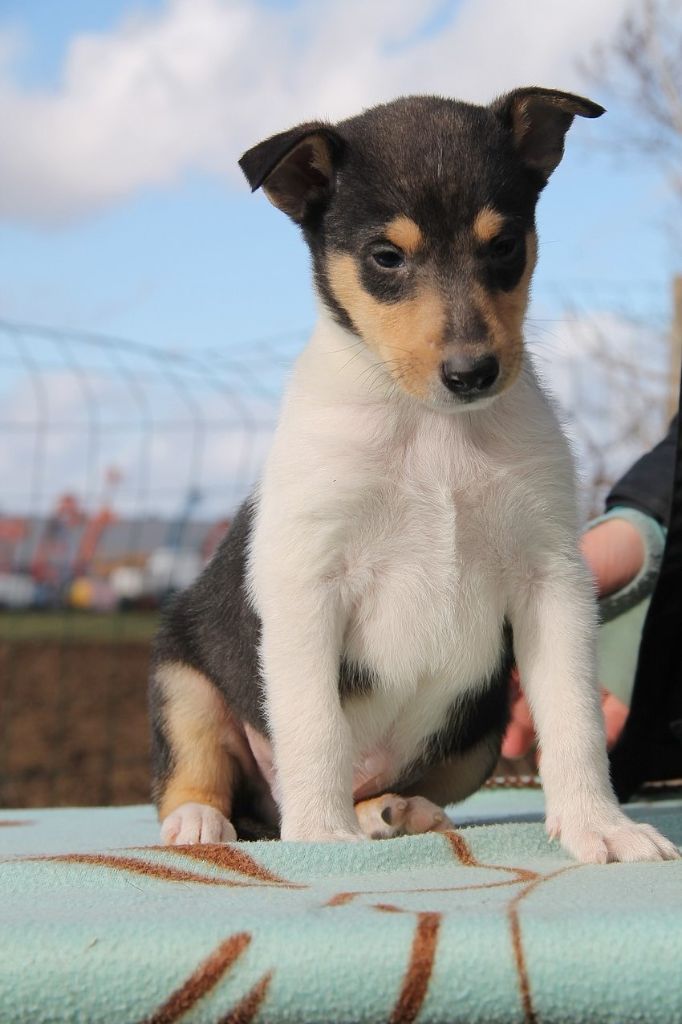 de la Fleur d'Ecosse - Les chiots ont 6 semaines ! 